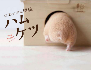 Illustration for article titled A Facebook Page Dedicated Entirely to Hamster Butts